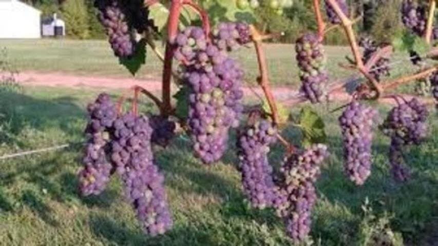 PEI Winery Tours